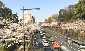 靖国神社　靖国通りの「桜」